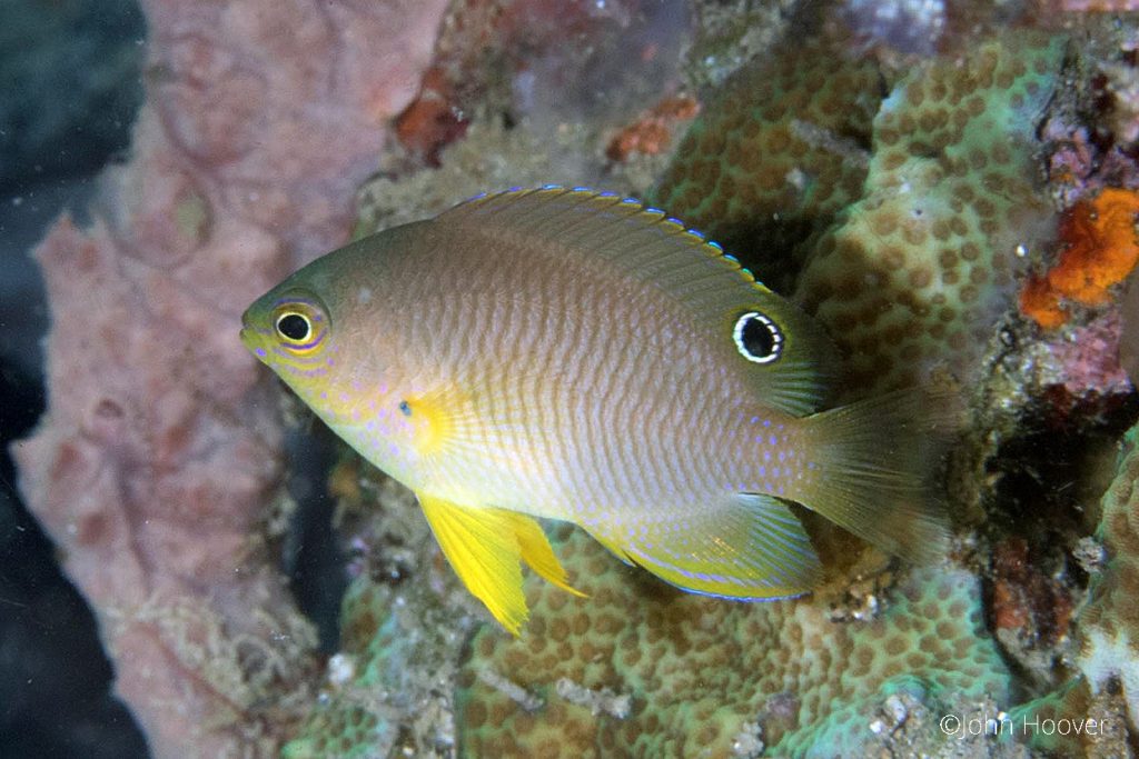Damselfisk, pomacentrus amboinensis